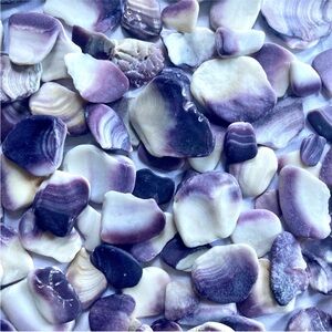 SMALL Purple and White Seashells